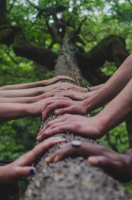 Six people have they hands together on a tree trunk with the green canopy shown above.
